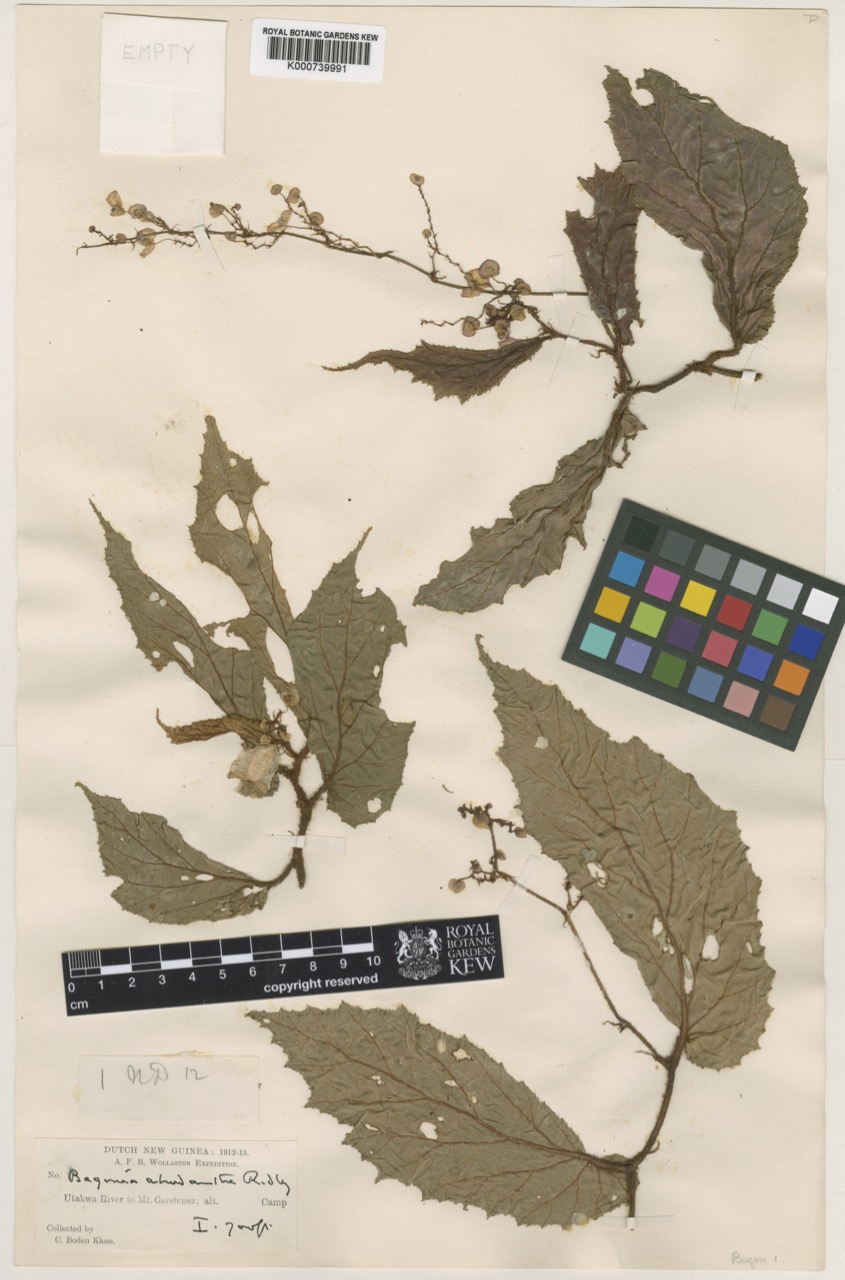 B. rhodantha